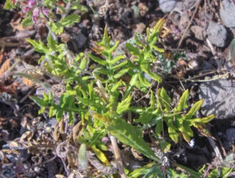 Jurinea alpigena