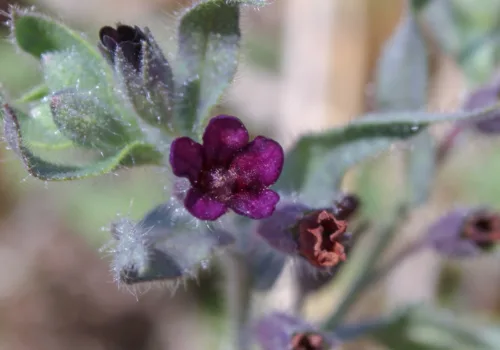 Nonea pulla