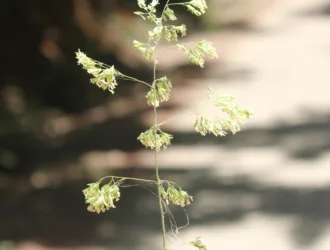 Poa nemoralis