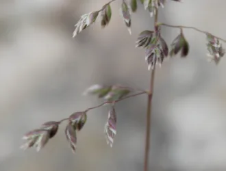 Poa pratensis