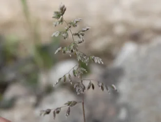 Poa pratensis