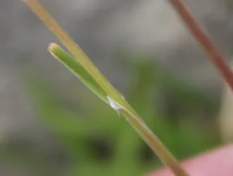 Poa pratensis