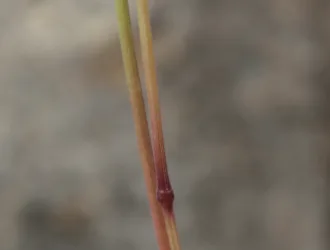 Poa pratensis