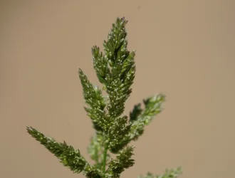 Polypogon viridis