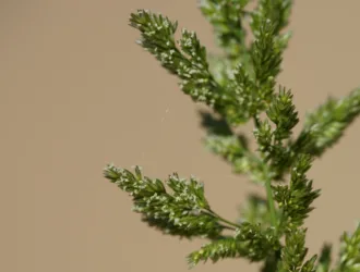 Polypogon viridis