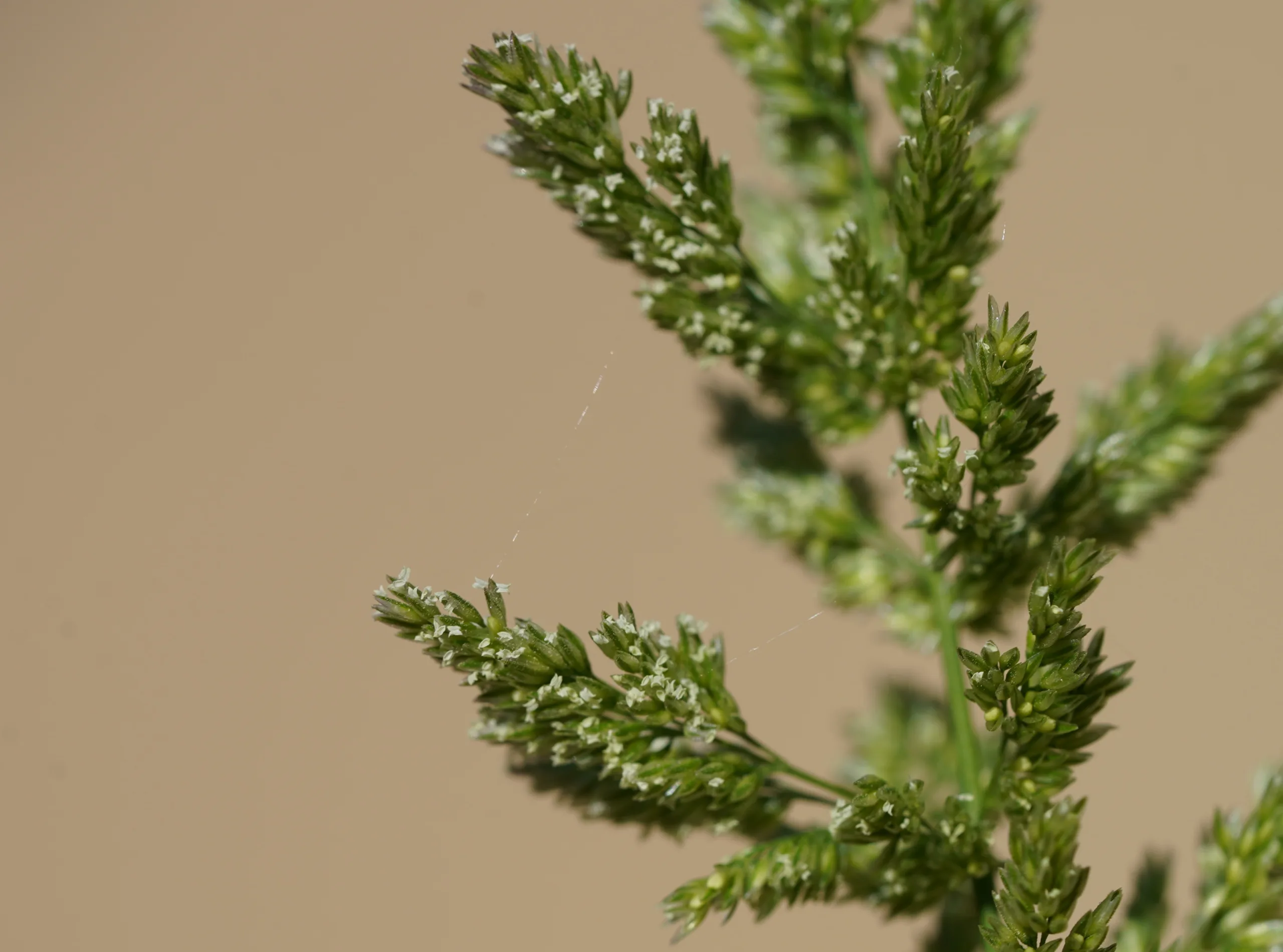 Polypogon viridis