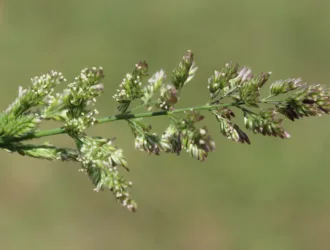 Polypogon viridis