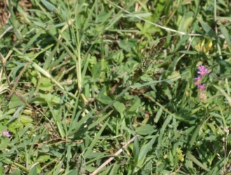 Polypogon viridis