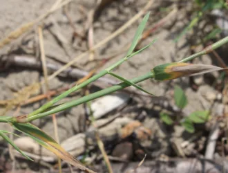 Polypogon viridis