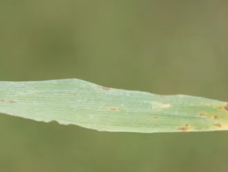 Polypogon viridis