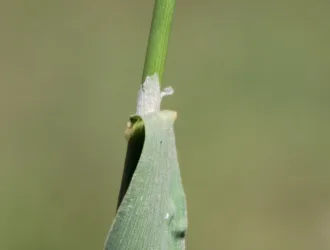 Polypogon viridis