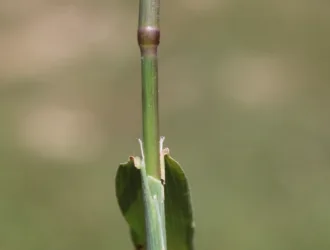 Polypogon viridis