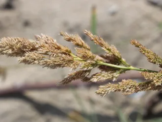 Polypogon viridis