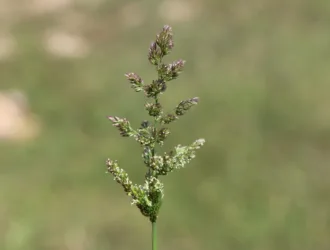 Polypogon viridis