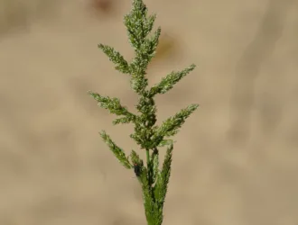 Polypogon viridis