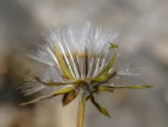 Scorzonera cana