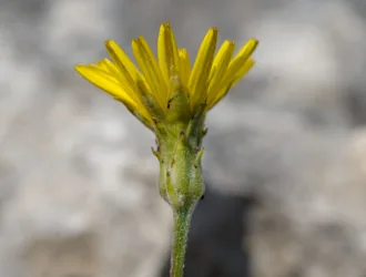 Scorzonera cana