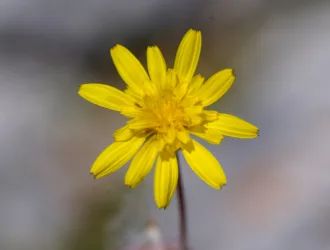 Scorzonera cana