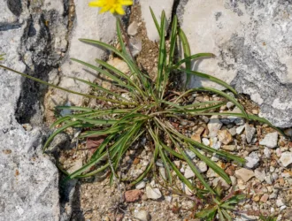 Scorzonera cana