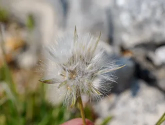 Scorzonera cana