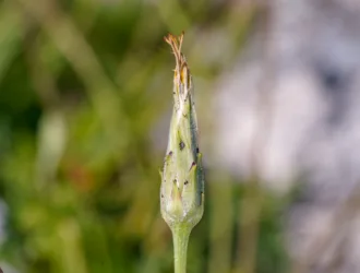 Scorzonera cana
