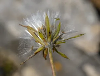 Scorzonera cana