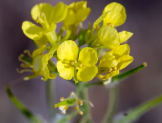 Sinapis alba