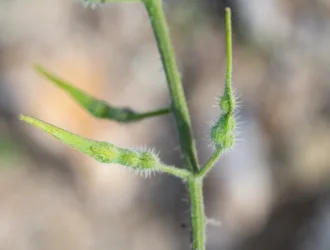 Sinapis alba