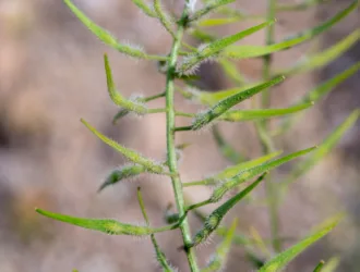 Sinapis alba