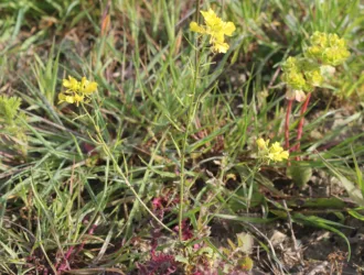 Sinapis alba
