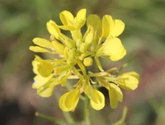 Sinapis alba