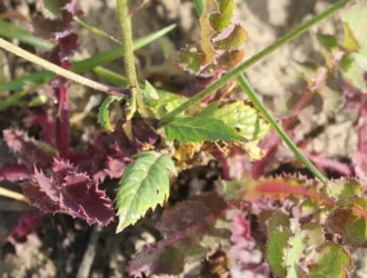 Sinapis alba