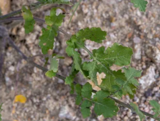 Sinapis alba