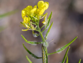 Sinapis alba