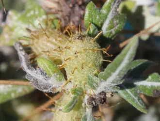 Xanthium spinosum