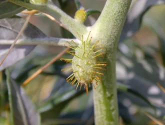 Xanthium spinosum