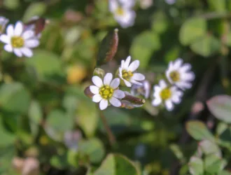 Draba verna