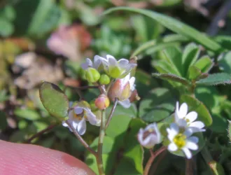 Draba verna