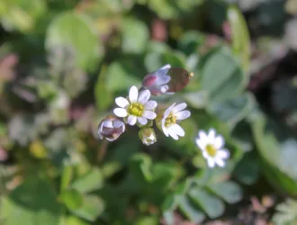 Draba verna