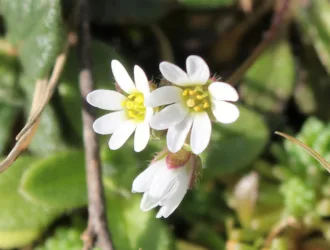 Draba verna