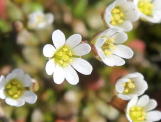 Draba verna