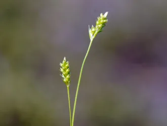 Carex depressa subsp. transsilvanica