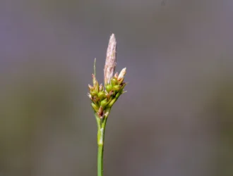 Carex depressa subsp. transsilvanica
