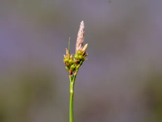 Carex depressa subsp. transsilvanica