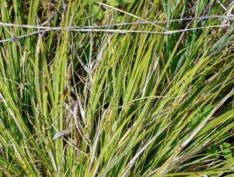 Carex depressa subsp. transsilvanica