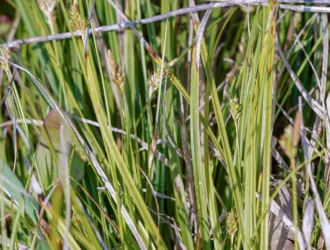 Carex depressa subsp. transsilvanica