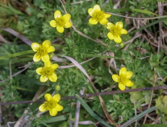 Ranunculus gracilis