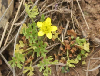 Ranunculus gracilis