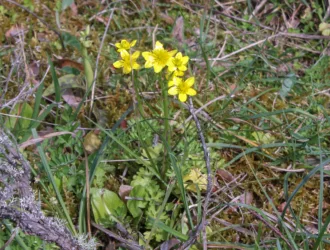 Ranunculus gracilis
