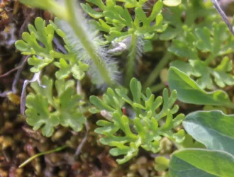 Ranunculus gracilis